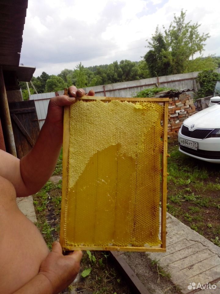 Мед со своей пасеки разных сортов, разнотравие, ак купить на Зозу.ру - фотография № 1