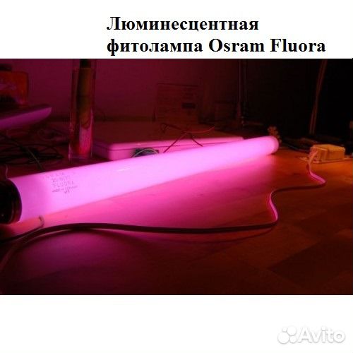Люминесцентные фитолампа osram (15W, 30W) купить на Зозу.ру - фотография № 1
