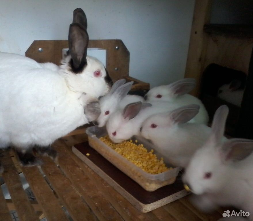 Кролики, молодняк купить на Зозу.ру - фотография № 8