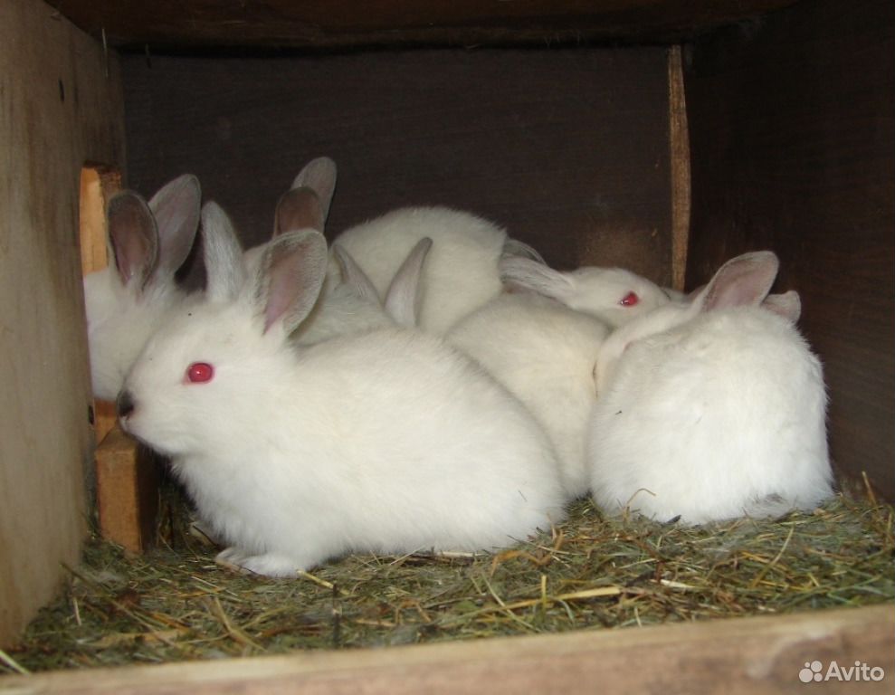 Кролики, молодняк купить на Зозу.ру - фотография № 2