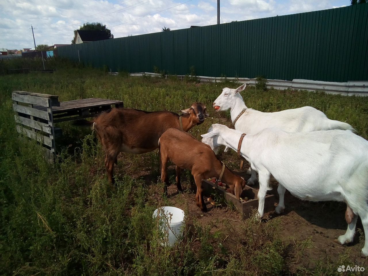Белое молоко от белых коз купить на Зозу.ру - фотография № 6