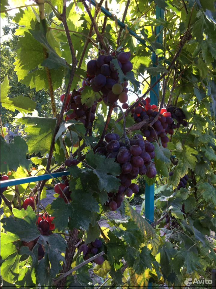 Саженцы плодово-ягодных культур купить на Зозу.ру - фотография № 8