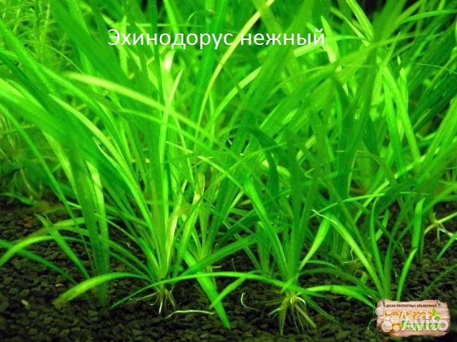 Аквариумные Растения купить на Зозу.ру - фотография № 5