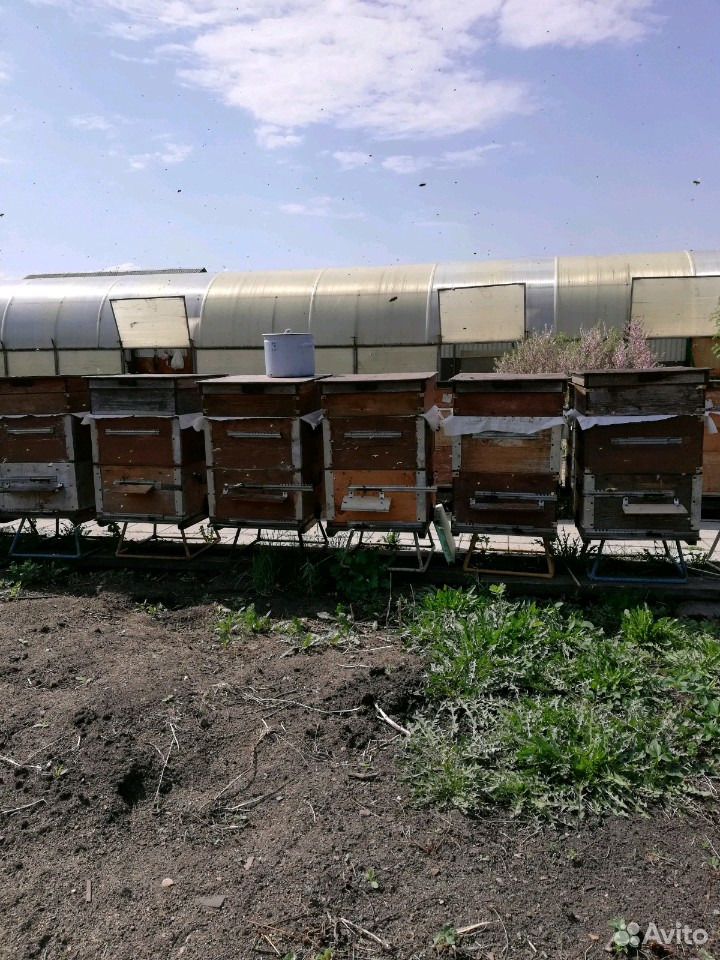 Продам пакеты пчел купить на Зозу.ру - фотография № 1