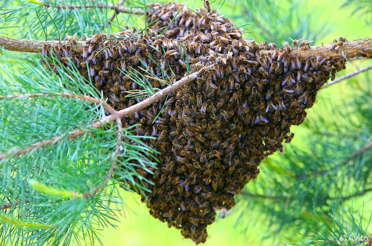 Помогу Вам убрать рой пчел с Вашей территории купить на Зозу.ру - фотография № 2