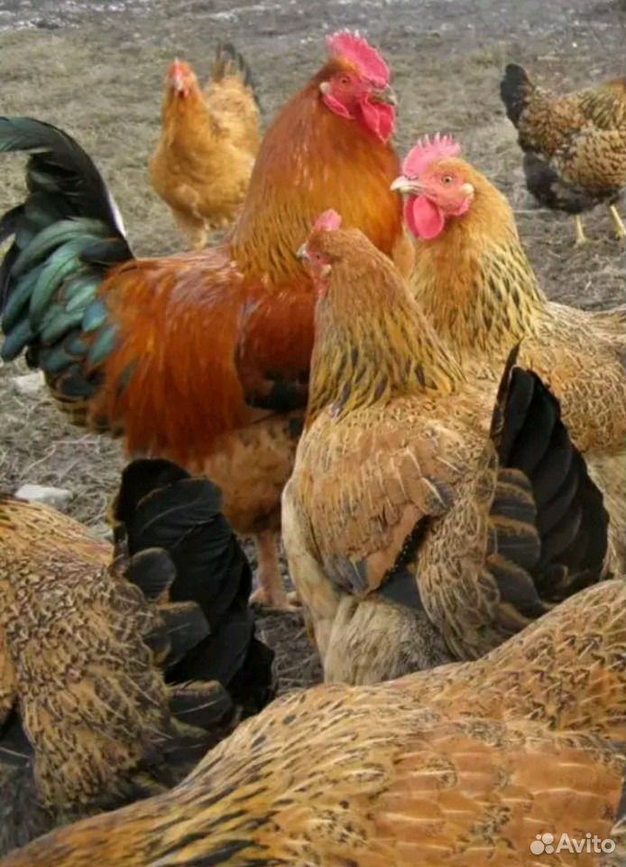 Куры, петухи и цыплята Кучинские, яйцо купить на Зозу.ру - фотография № 1