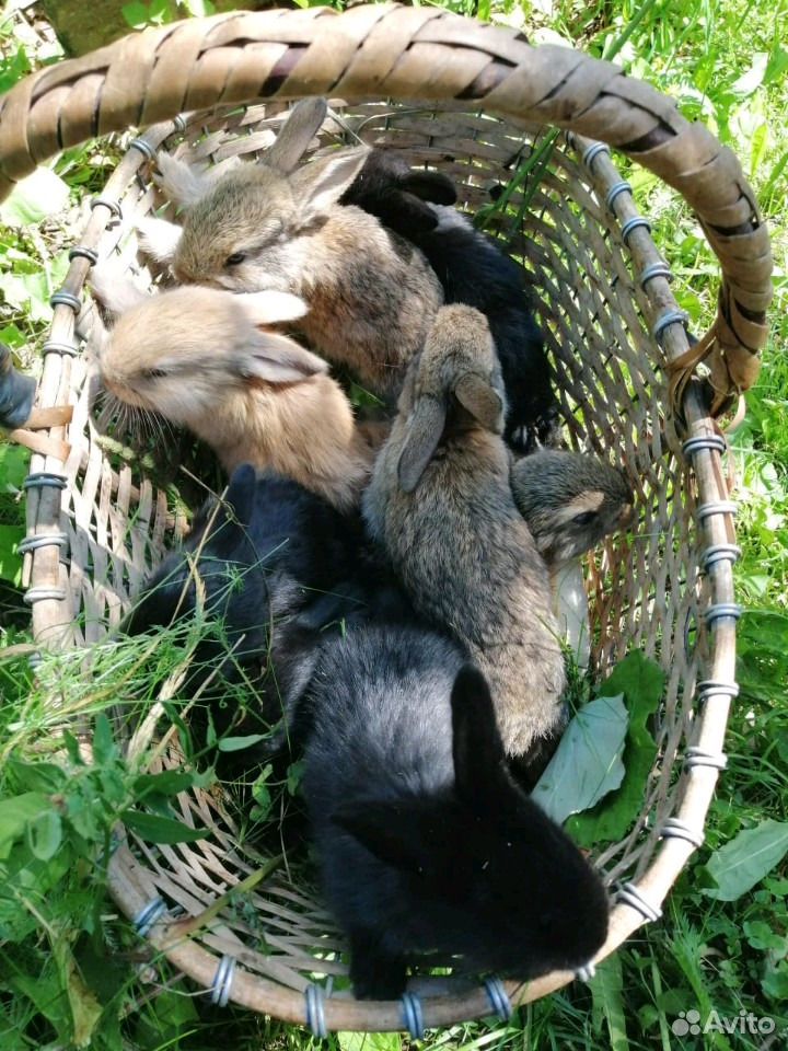 Продажа кроликов 2 месяца купить на Зозу.ру - фотография № 1