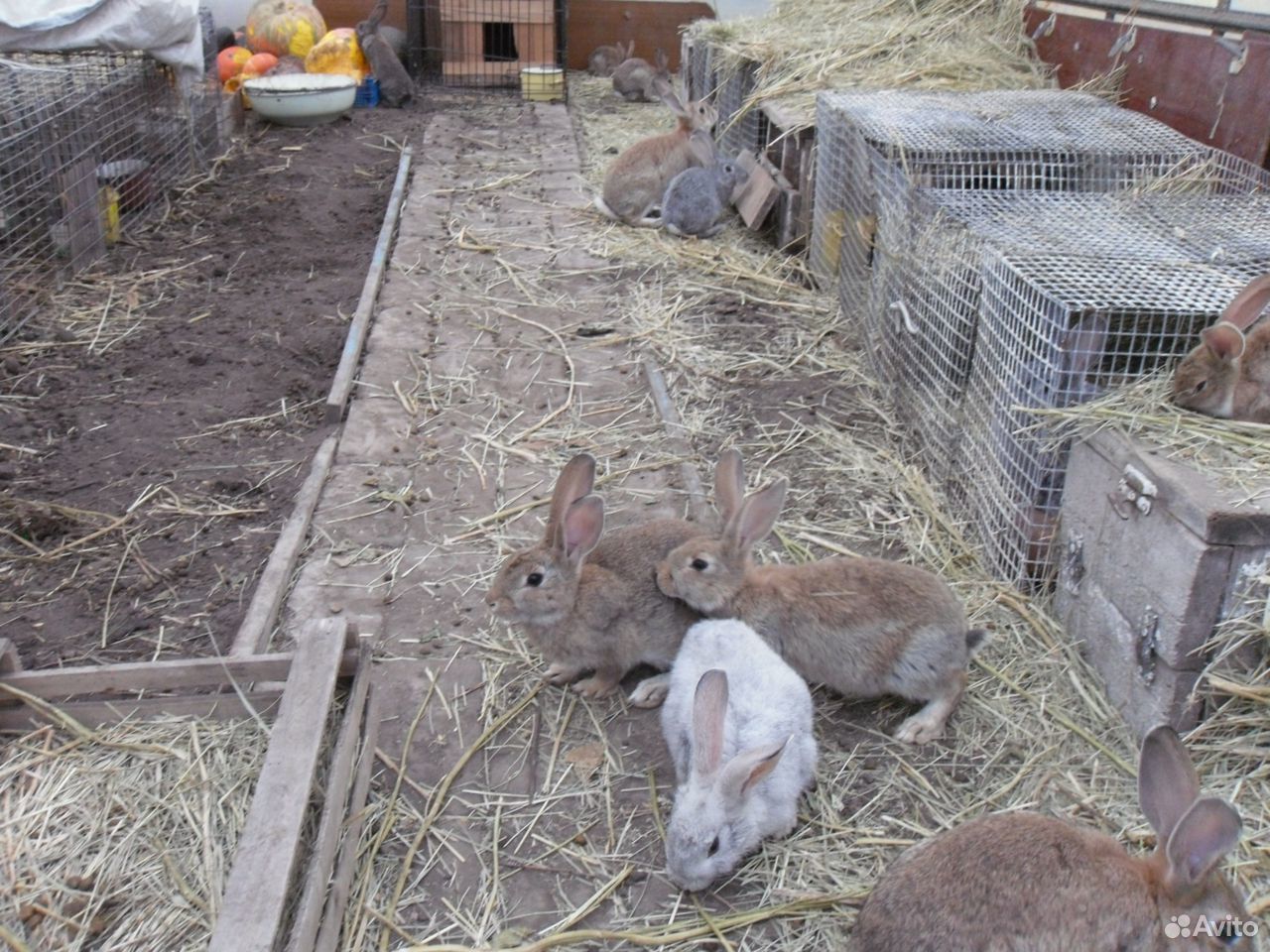 Кролики мясных пород купить на Зозу.ру - фотография № 6