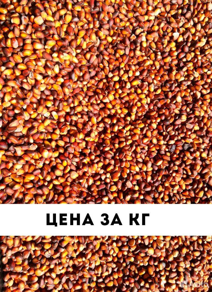 Кедровый орех Урожай 2020 купить на Зозу.ру - фотография № 1