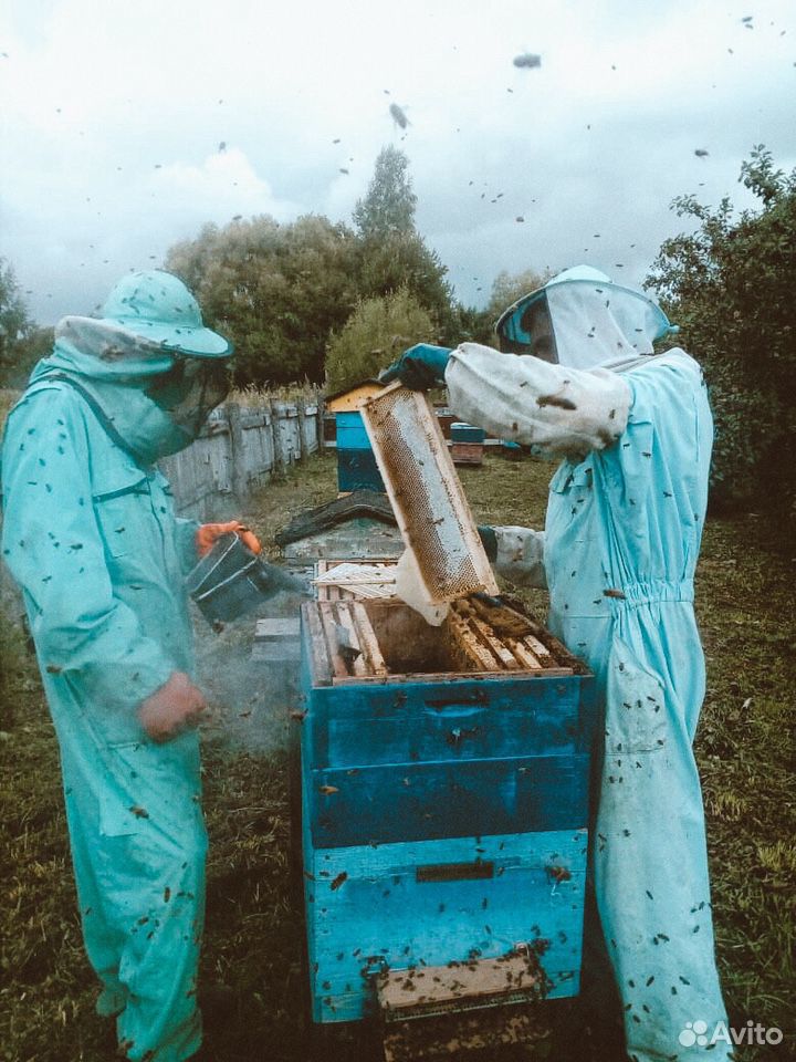 Мёд (разнотравье луговое) купить на Зозу.ру - фотография № 3