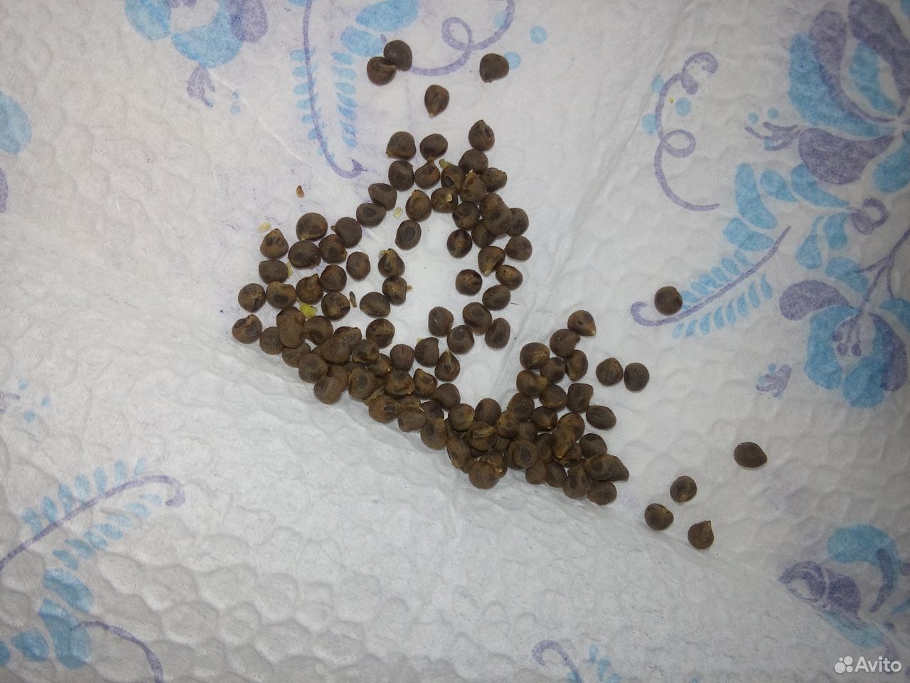 Купить Семена Гибискуса На Озон