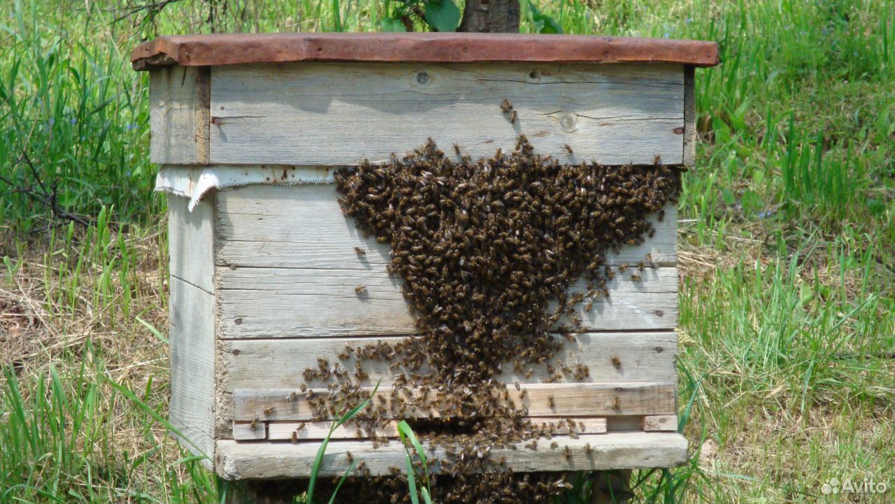 Здоровые пчелосемьи купить на Зозу.ру - фотография № 1