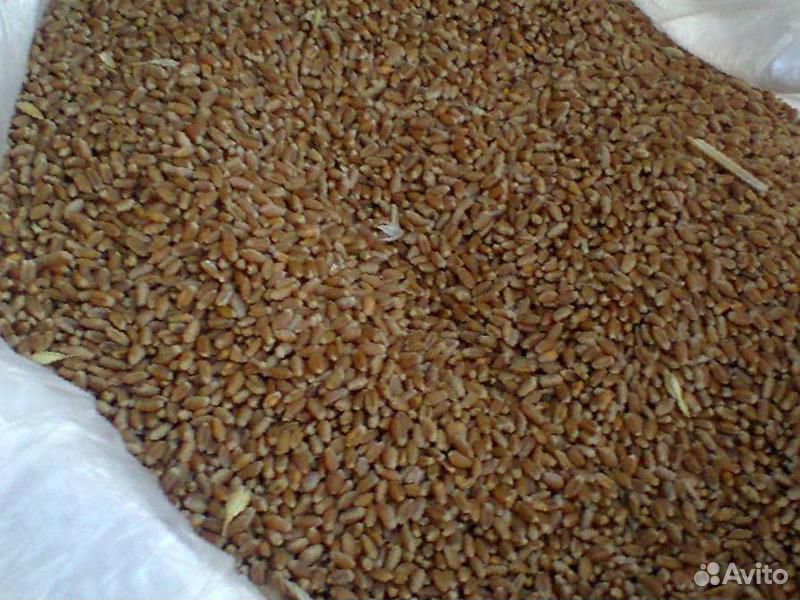 Пшеница 5 класс купить на Зозу.ру - фотография № 2