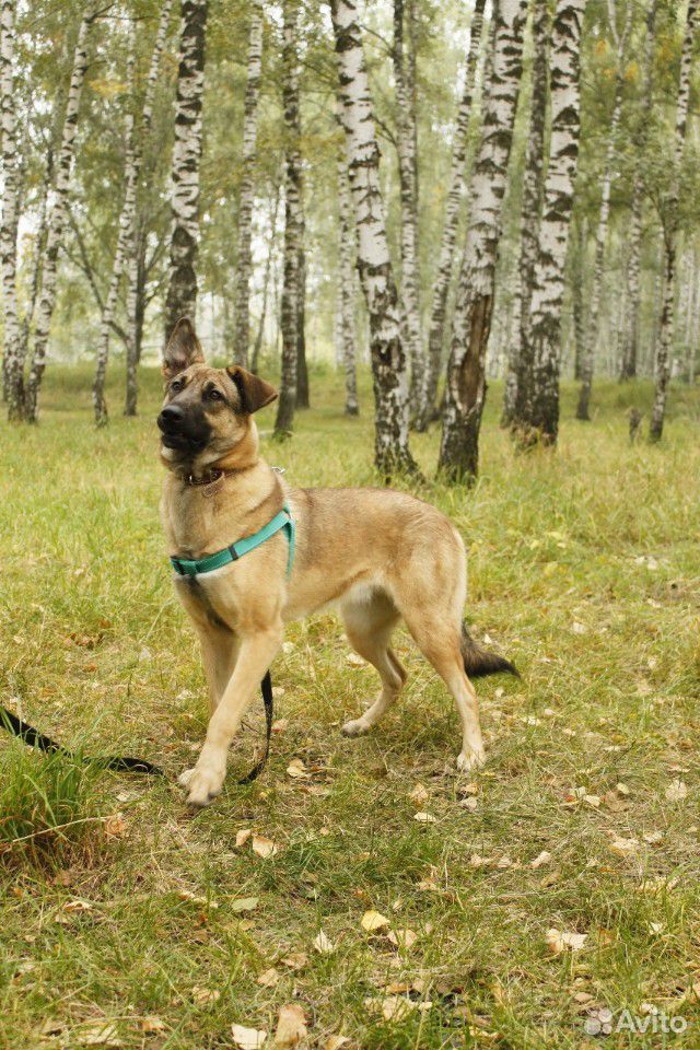 Собака Кози в добрые руки купить на Зозу.ру - фотография № 8
