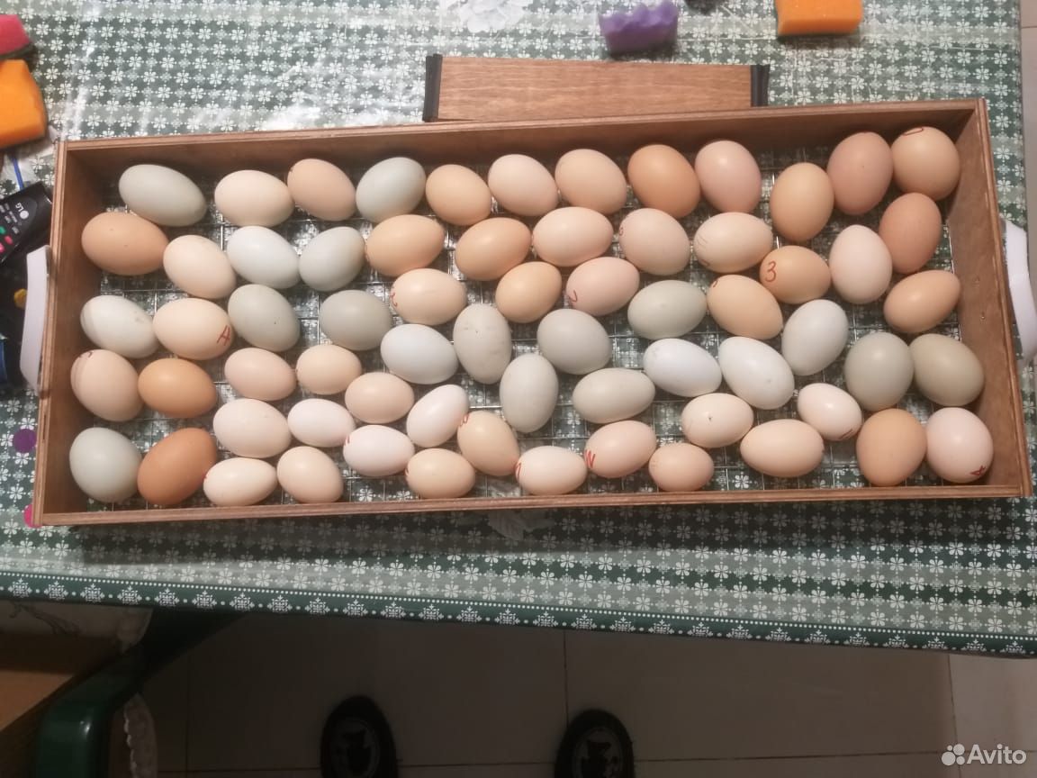 Яйца домашние купить на Зозу.ру - фотография № 2