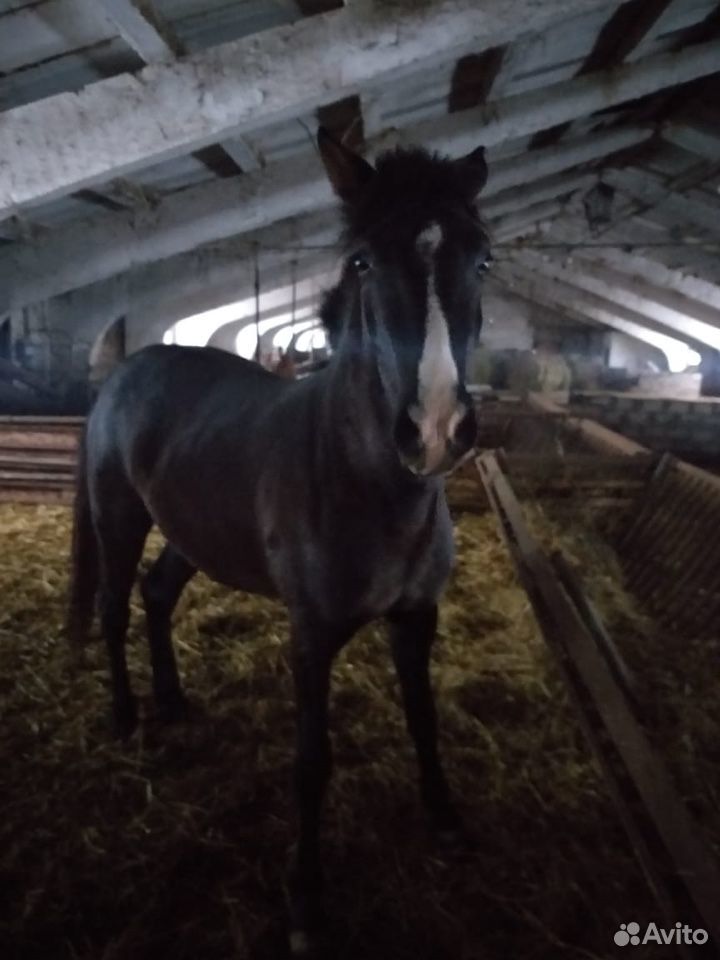 Русский верховой конь купить на Зозу.ру - фотография № 4