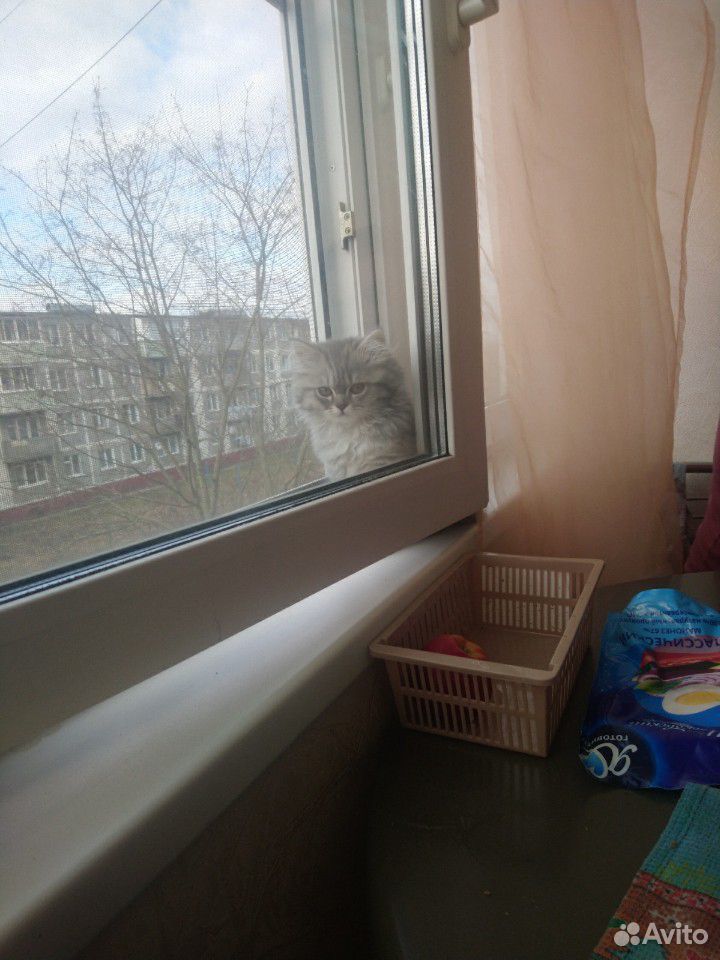 Продам котенка купить на Зозу.ру - фотография № 9