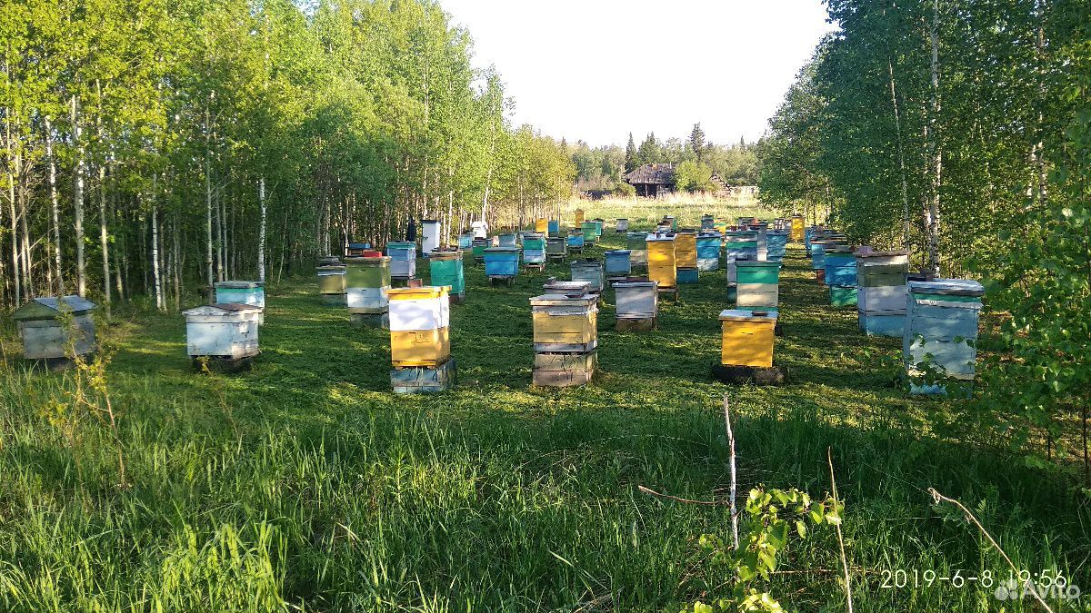 Пчелосемьи,пчелопакеты купить на Зозу.ру - фотография № 1
