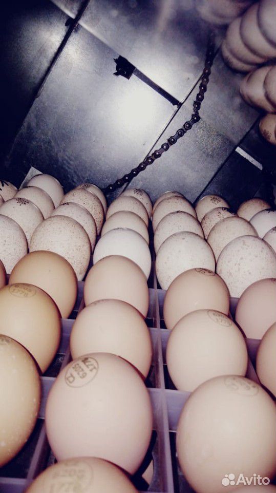 Инкубационное яйцо Росс 308. Как выглядит яйцо бройлера. Купить инкубационное яйцо бройлеров от производителя