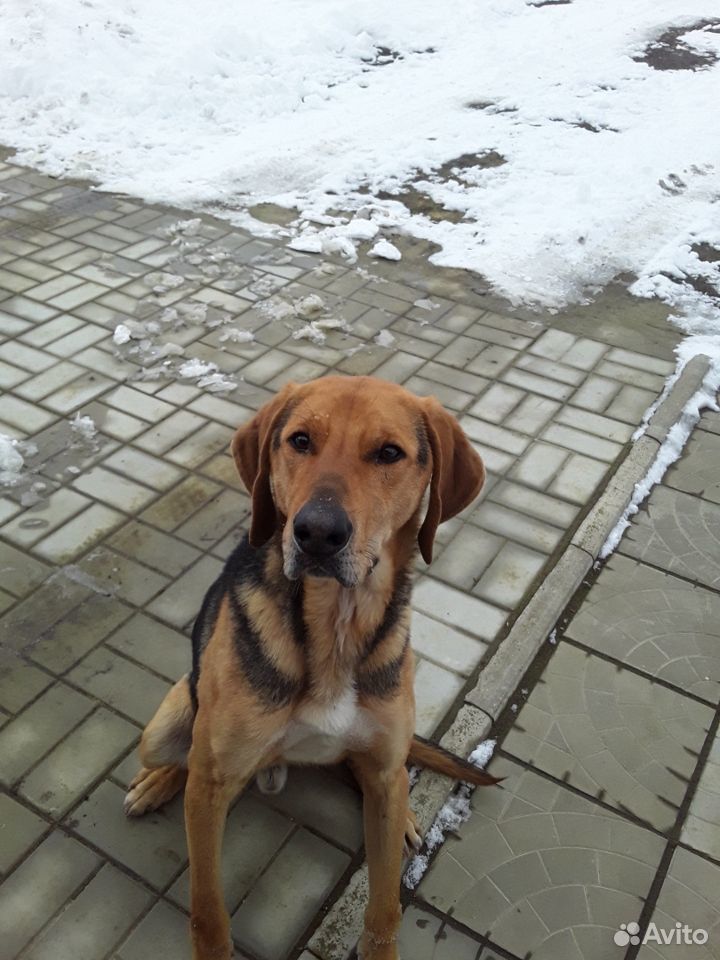 Найдена охотничья собака купить на Зозу.ру - фотография № 1