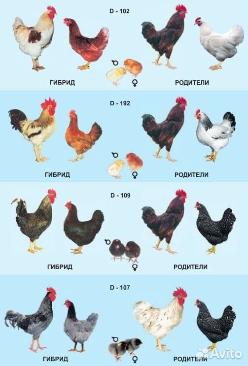 Цыплята породы «Доминант» купить на Зозу.ру - фотография № 7