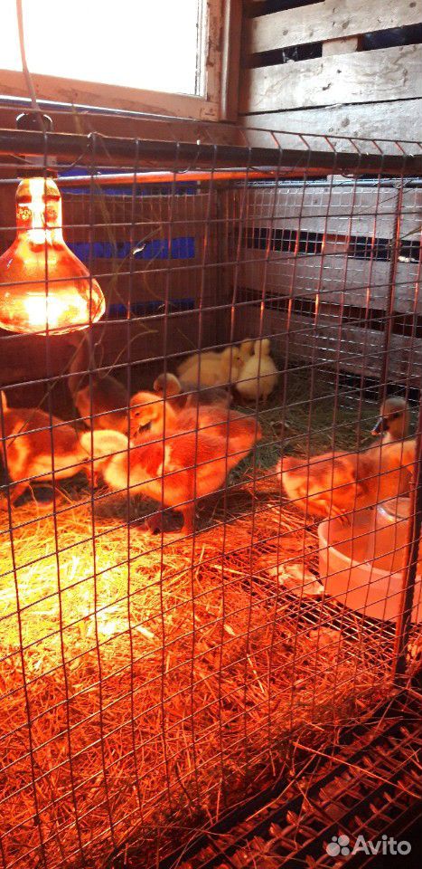 Инкубационные яйца гусей купить на Зозу.ру - фотография № 5