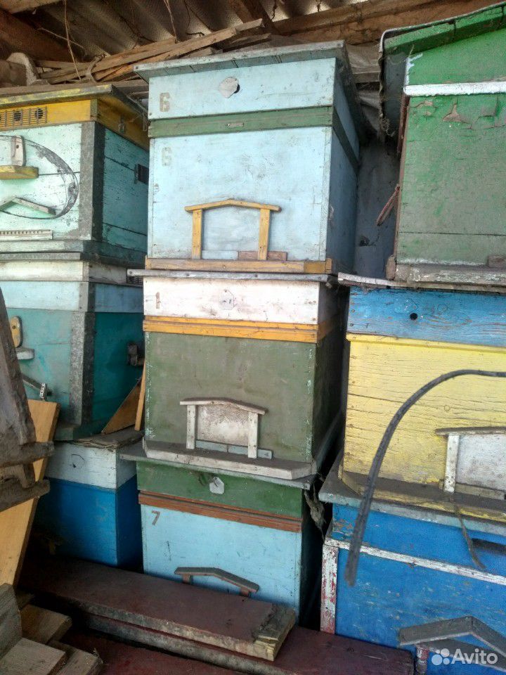 Продам пчелиные ульи купить на Зозу.ру - фотография № 1