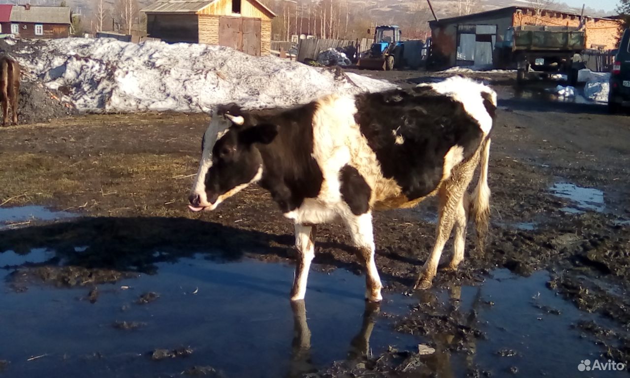 Овцы, корова,бык купить на Зозу.ру - фотография № 2