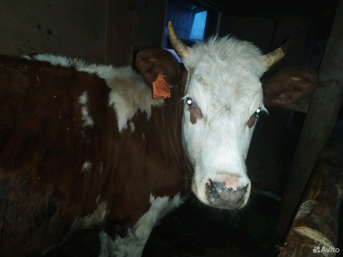 Корова Айширская купить на Зозу.ру - фотография № 4