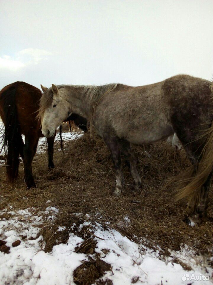Лошади, кобылы, жеребцы купить на Зозу.ру - фотография № 2