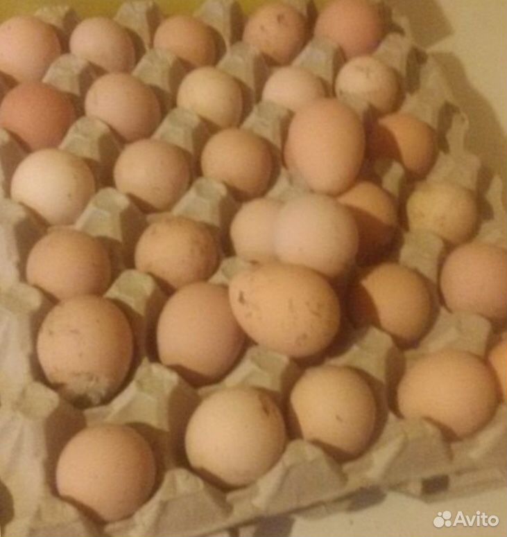 Яйца цесариные купить на Зозу.ру - фотография № 3