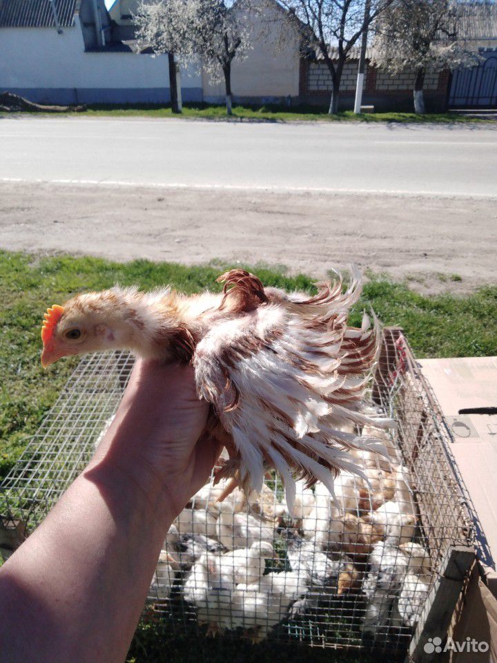 Цыплята 40 дней купить на Зозу.ру - фотография № 3