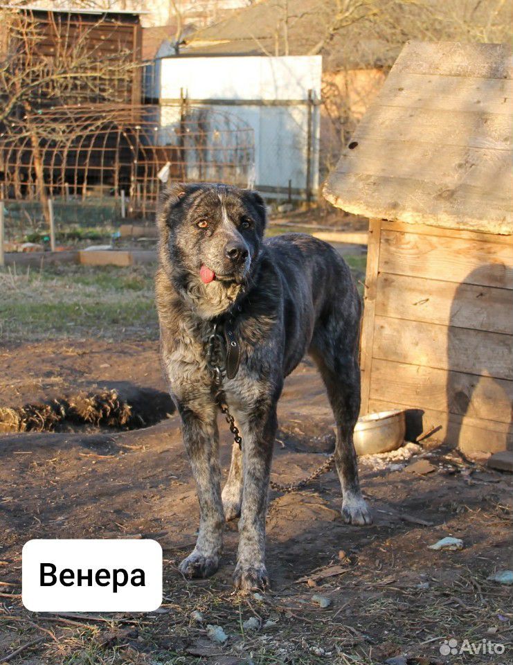 Собака купить на Зозу.ру - фотография № 6
