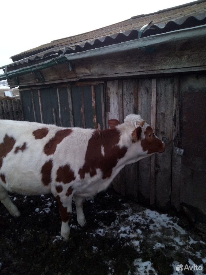 Телка от высокоудойной коровы купить на Зозу.ру - фотография № 1