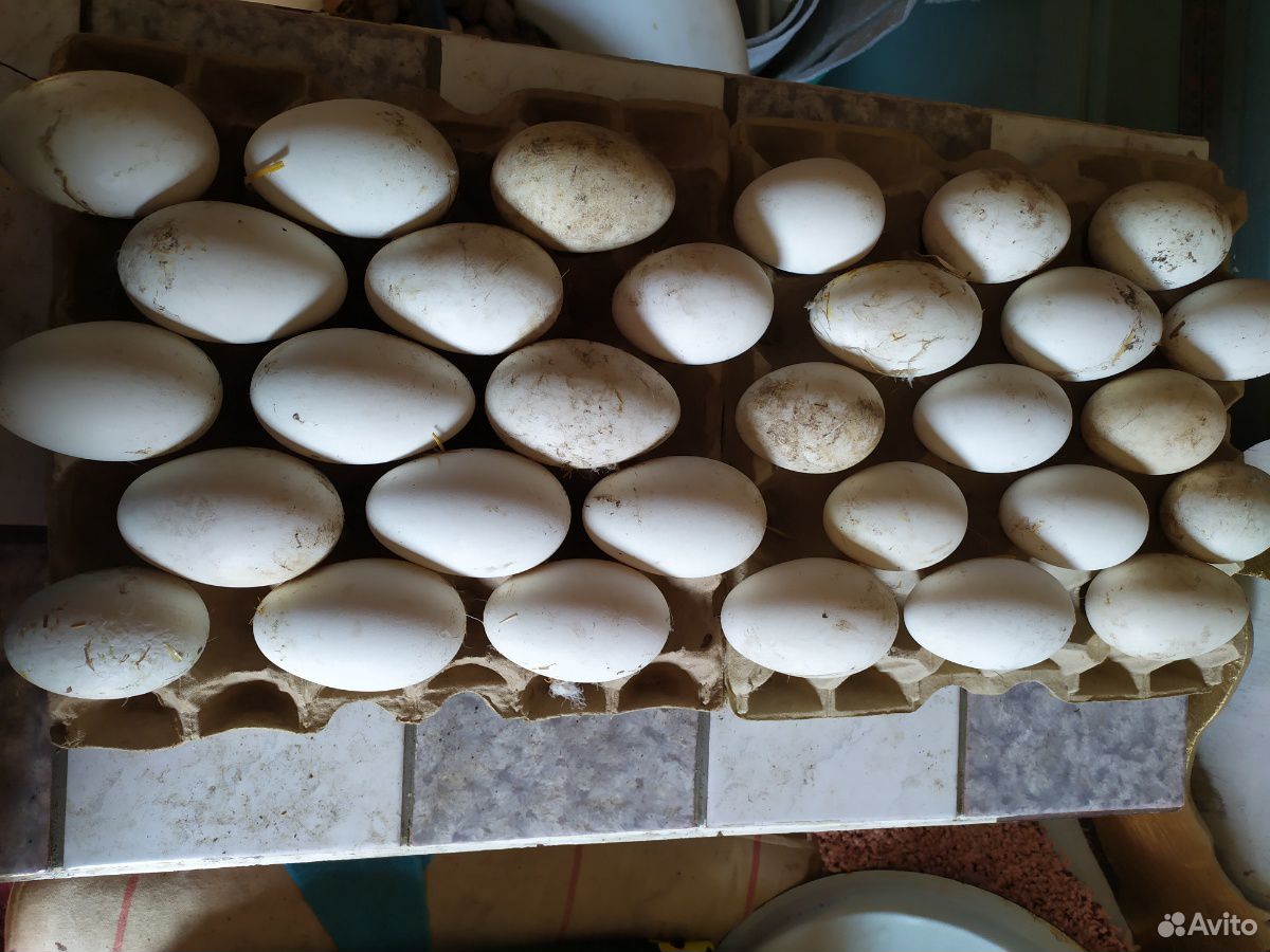 Гусиные яйца инкубационные купить на Зозу.ру - фотография № 2