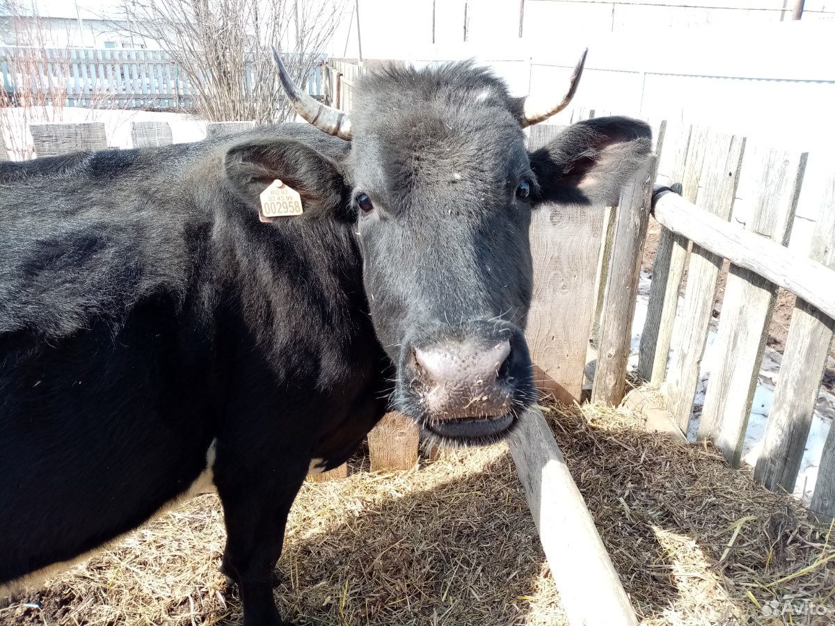 Продаётся корова третьего отёла, чёрно-пёстрой пор купить на Зозу.ру - фотография № 2