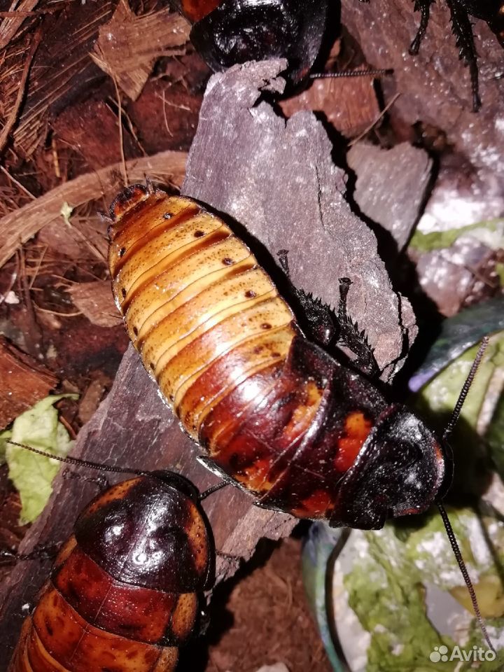 Мадагаскарский таракан купить на Зозу.ру - фотография № 3