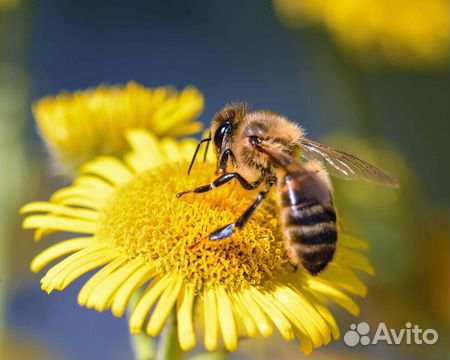 Пчела пакеты купить на Зозу.ру - фотография № 1