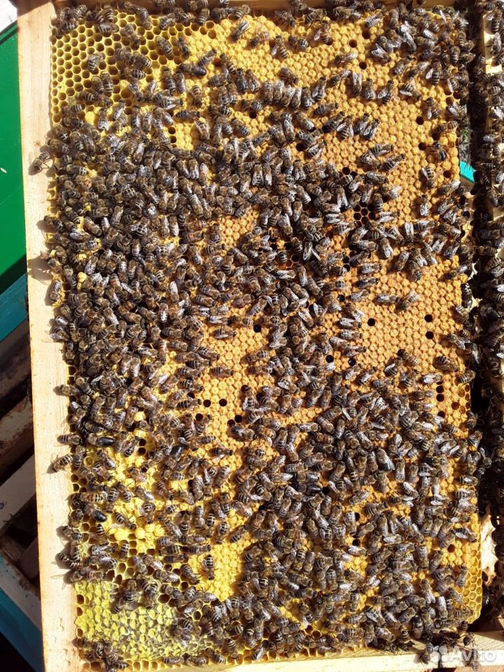 Купить пчелопакеты в воронежской области. Пчелопакеты. Продажа пчелопакетов Ставропольский. Пчёлопакеты купить цена в Энгельсе.