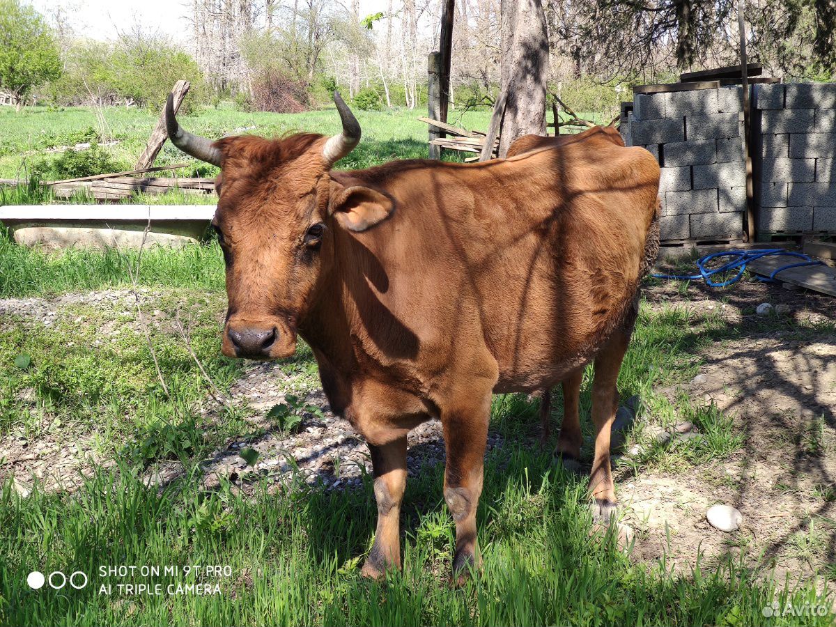 Корова с телёнком купить на Зозу.ру - фотография № 1