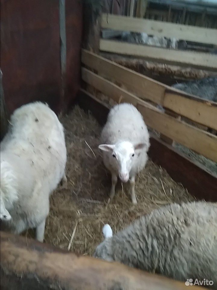 Овцы ярки баранчики купить на Зозу.ру - фотография № 9
