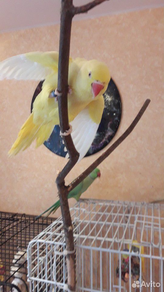 Ожереловый попугай(самочка) жёлтая купить на Зозу.ру - фотография № 3