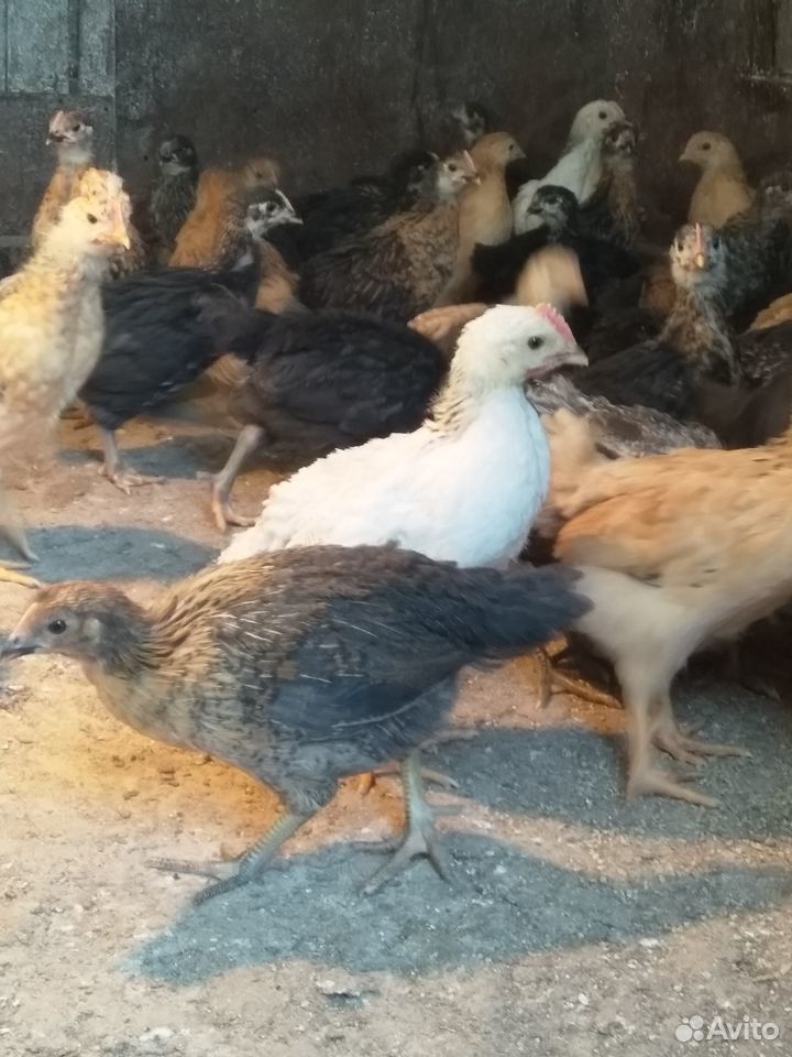 Продаю подрощенных цыплят купить на Зозу.ру - фотография № 3