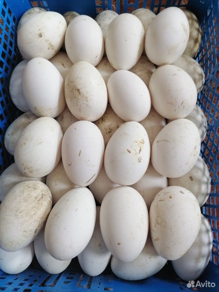 Яйца гусиное купить на Зозу.ру - фотография № 1