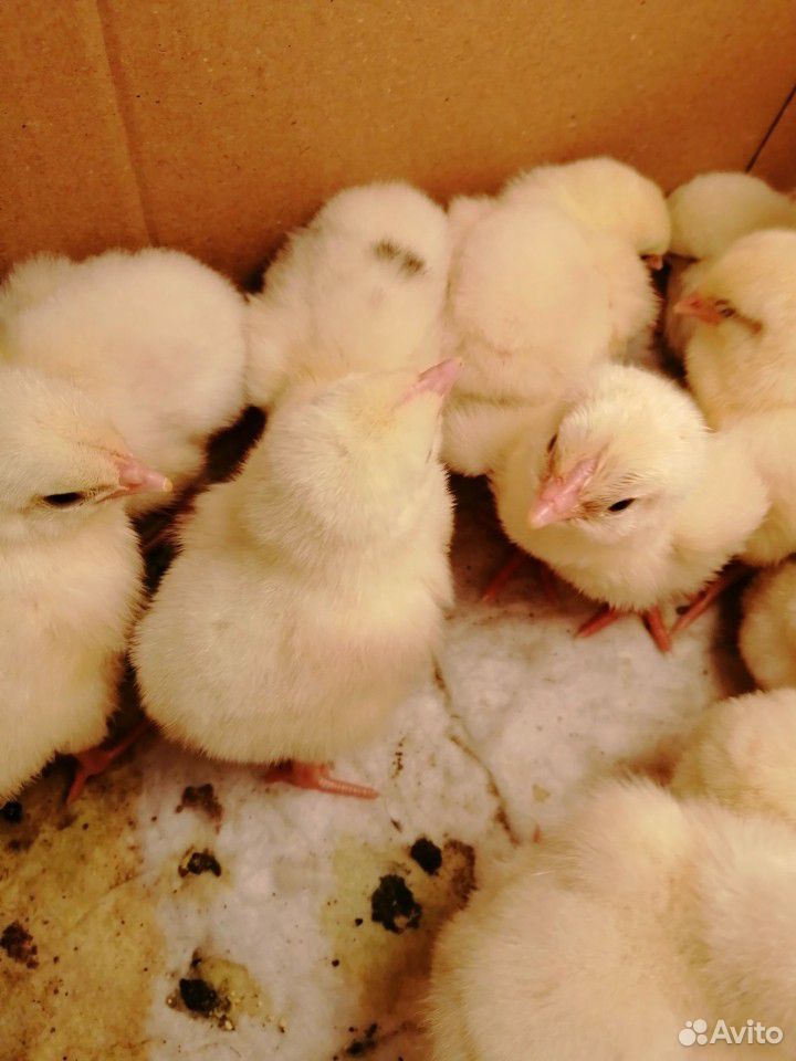 Цыпленок породы мини-мясная белая В66 купить на Зозу.ру - фотография № 1