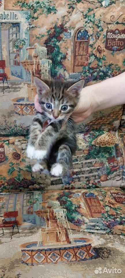 Милые котята в дар купить на Зозу.ру - фотография № 1