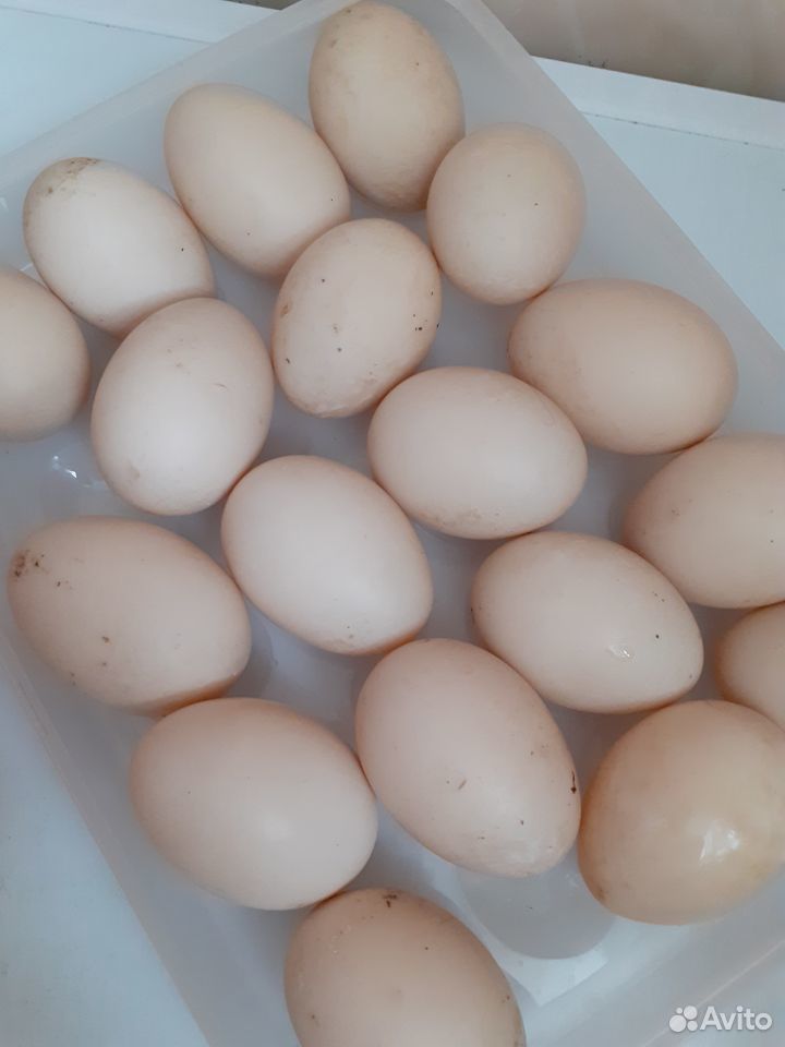 Инкубационное яйцо мускусной утки купить на Зозу.ру - фотография № 1