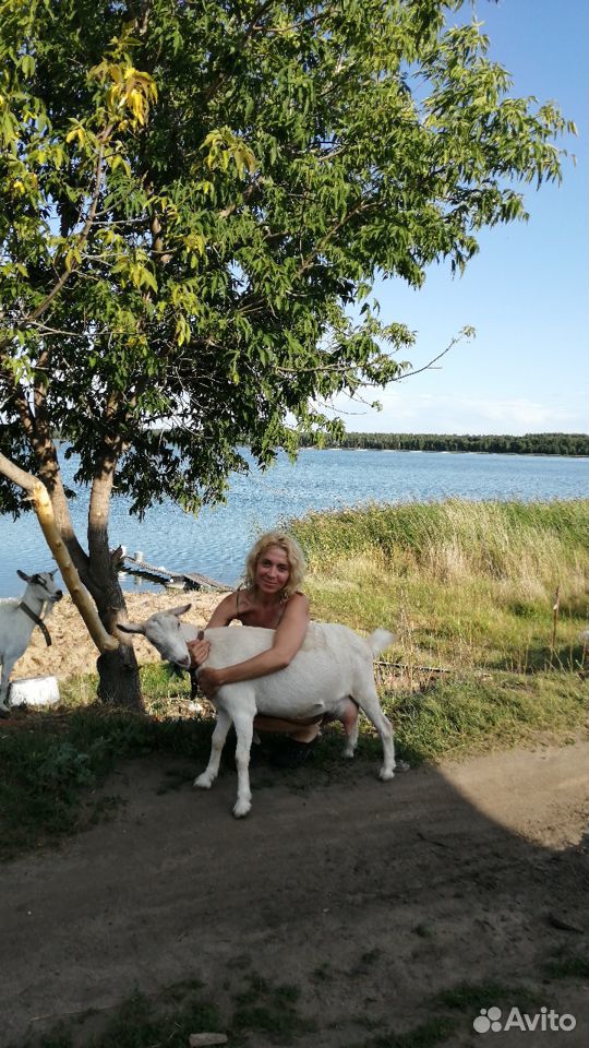 Коза Продаются колики и козочки мама с красноозерн купить на Зозу.ру - фотография № 3