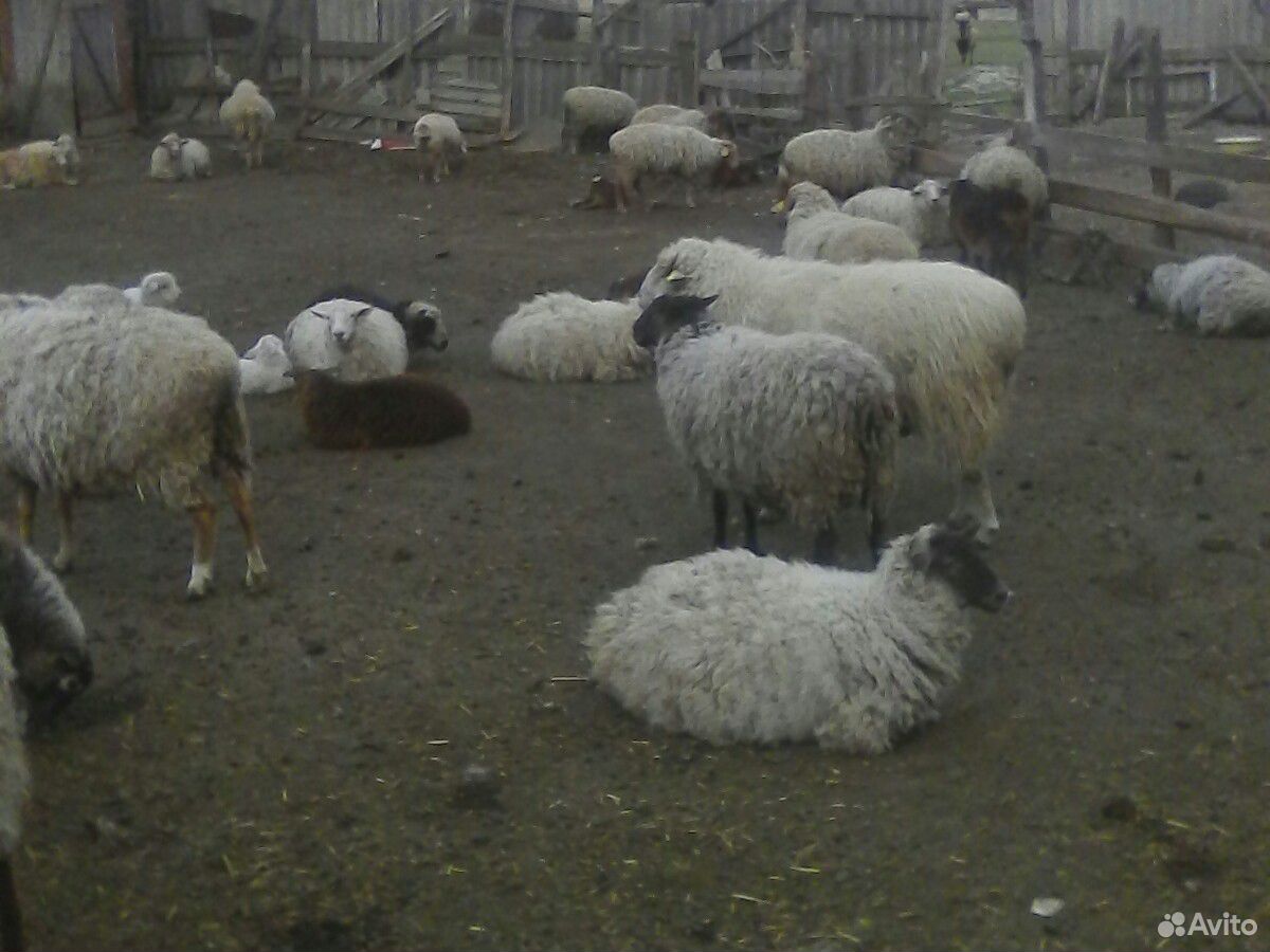 Овцы ягняты бараны козы купить на Зозу.ру - фотография № 2