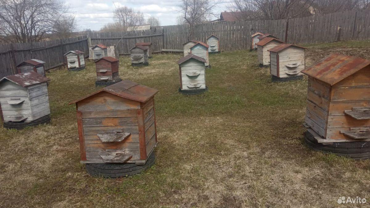 Ульи с пчелами 10 семей купить на Зозу.ру - фотография № 6